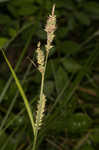 Buxbaum's sedge